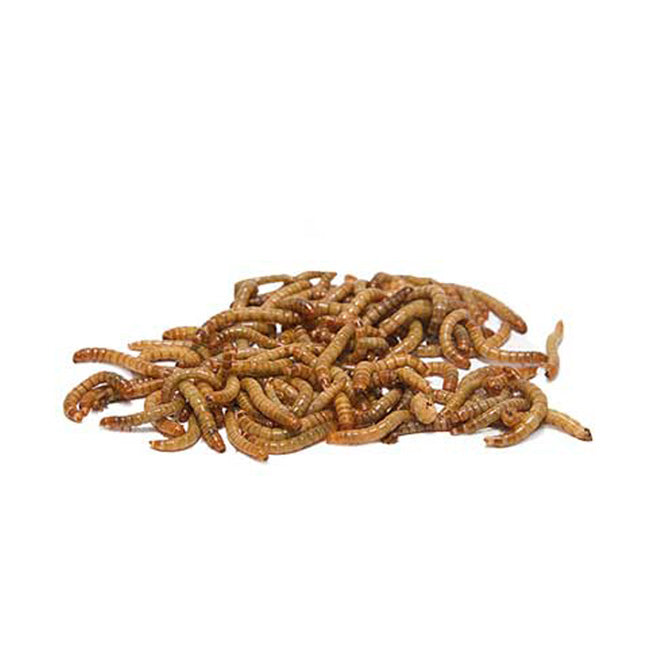 Gardman Dried Mealworms 