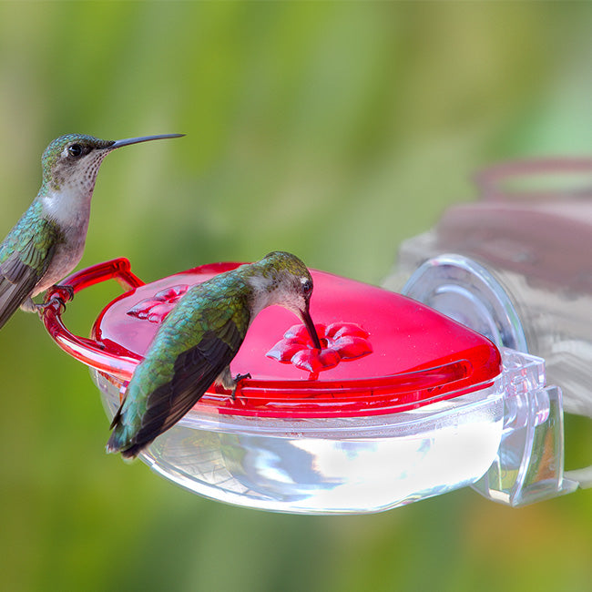 Aspects Gem Window Hummingbird Feeder, 4 oz.