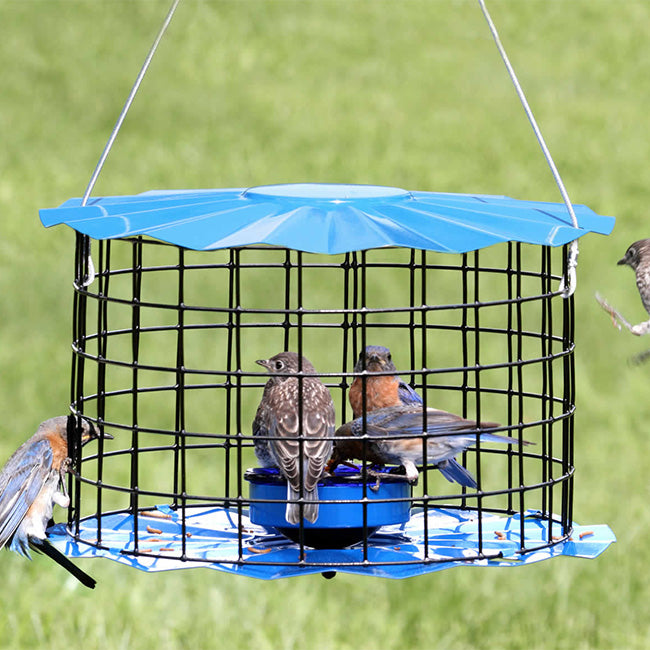Erva Caged Bluebird Feeder
