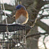 Erva Caged Bluebird Feeder, Blue